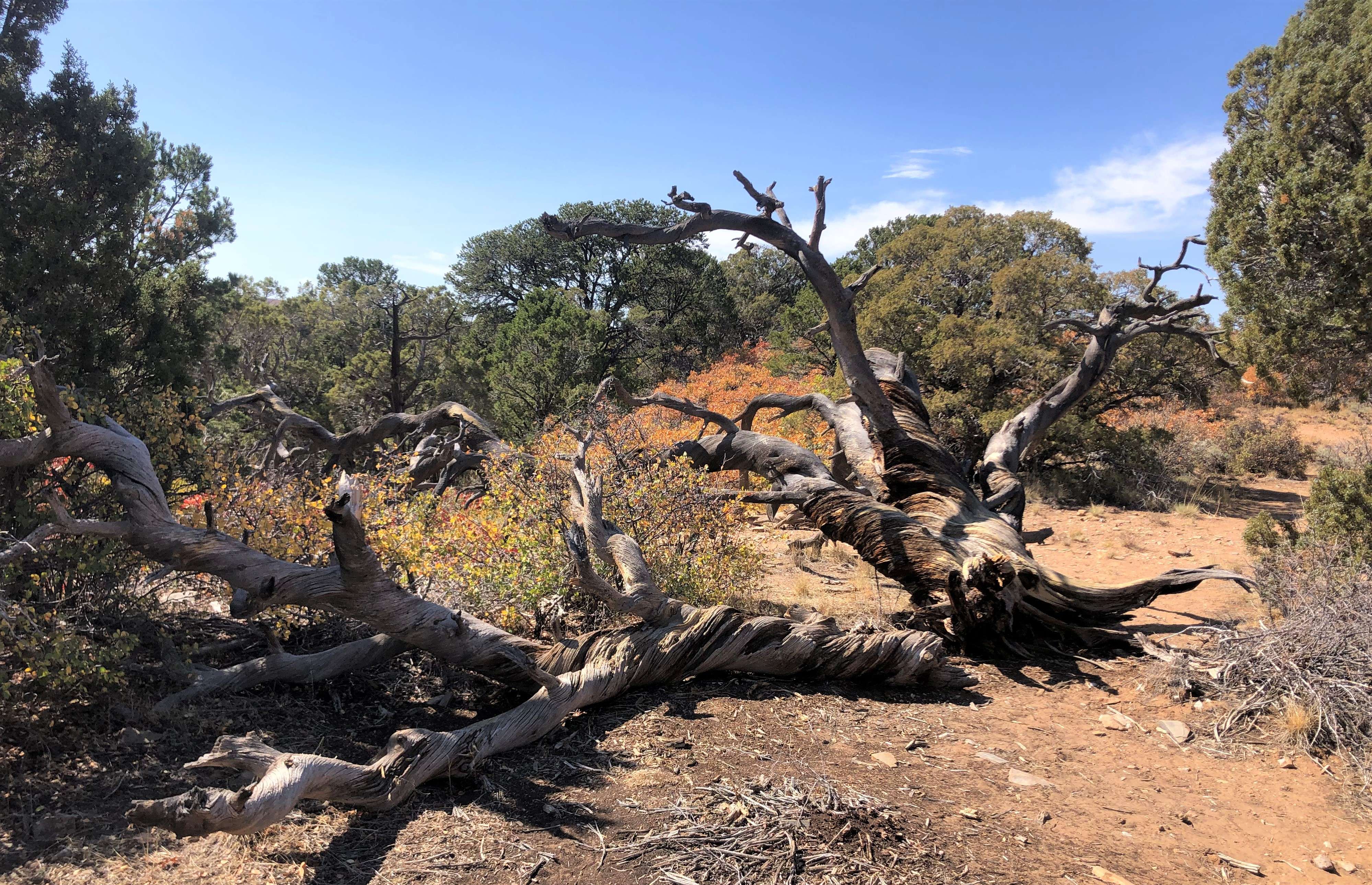 Black Canyon NP